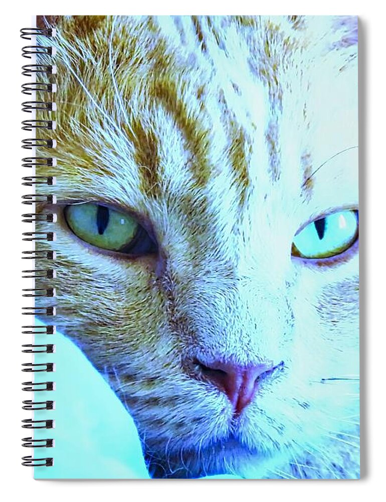 American Shorthair Spiral Notebook featuring the photograph Pretty Sides by Judy Kennedy