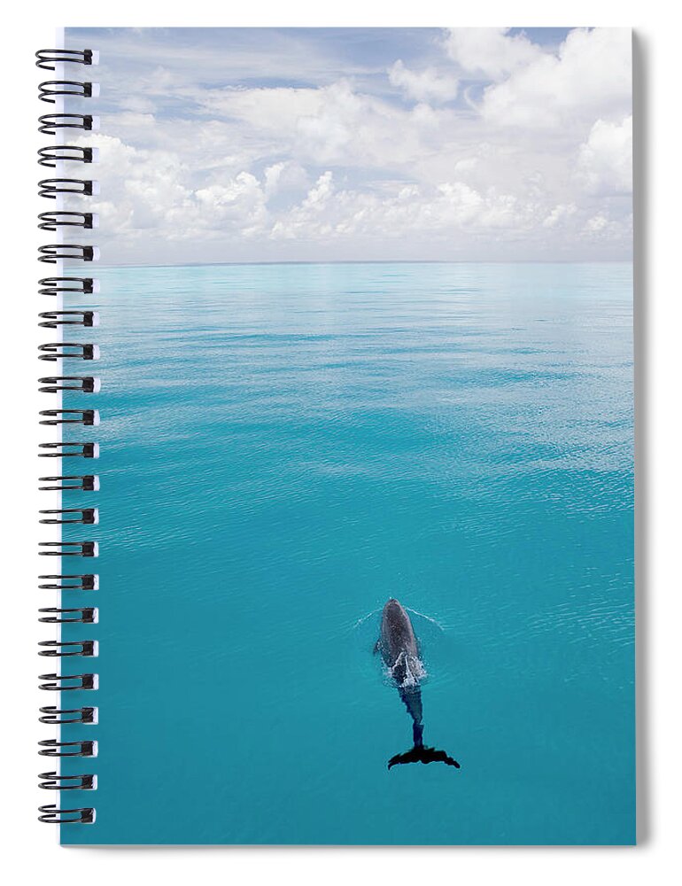 One Animal Spiral Notebook featuring the photograph Bottle-nosed Dolphin Surfacing Tursiops by Stephen Frink