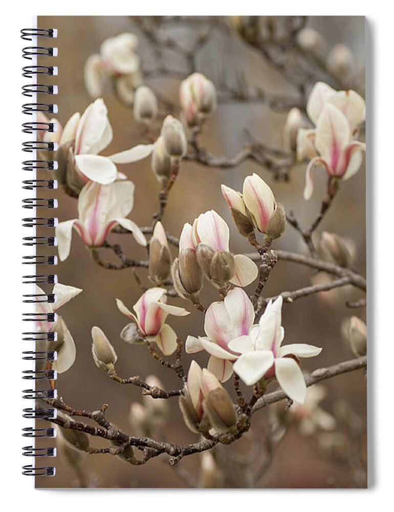Jenny Rainbow Fine Art Photography Spiral Notebook featuring the photograph Branch of Zen Magnolia by Jenny Rainbow
