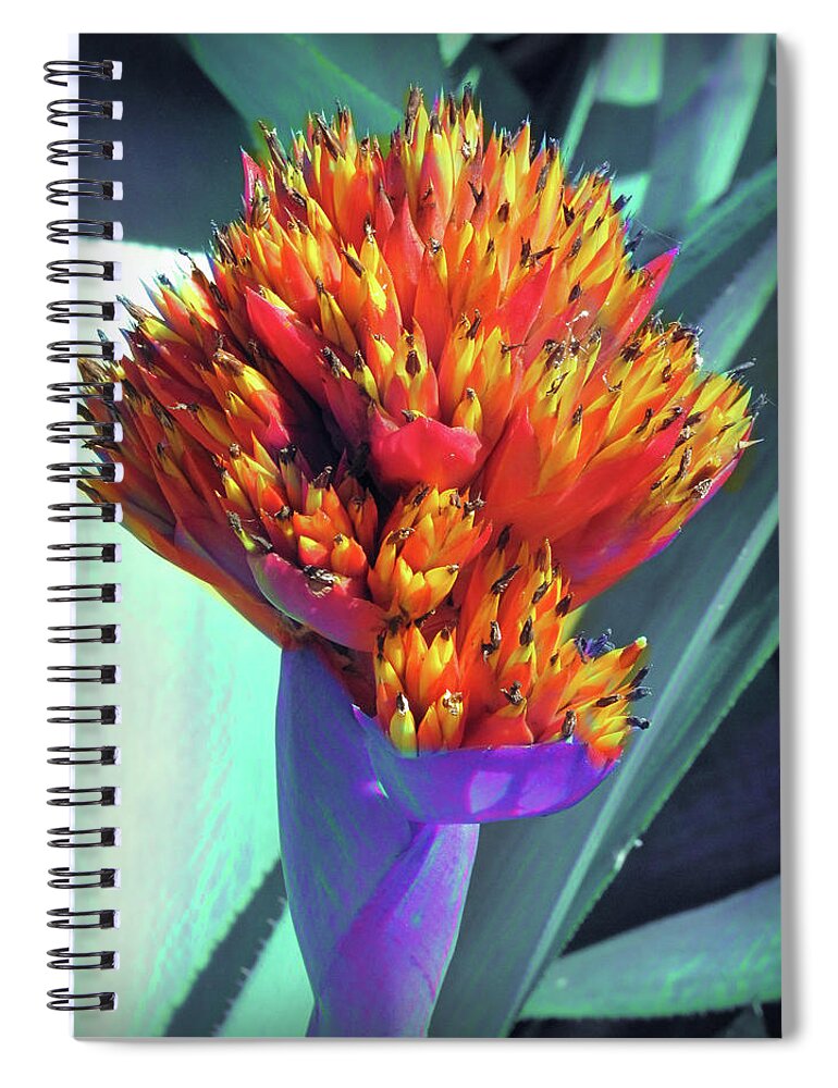 Flower Spiral Notebook featuring the photograph Brash Burst by David Bader