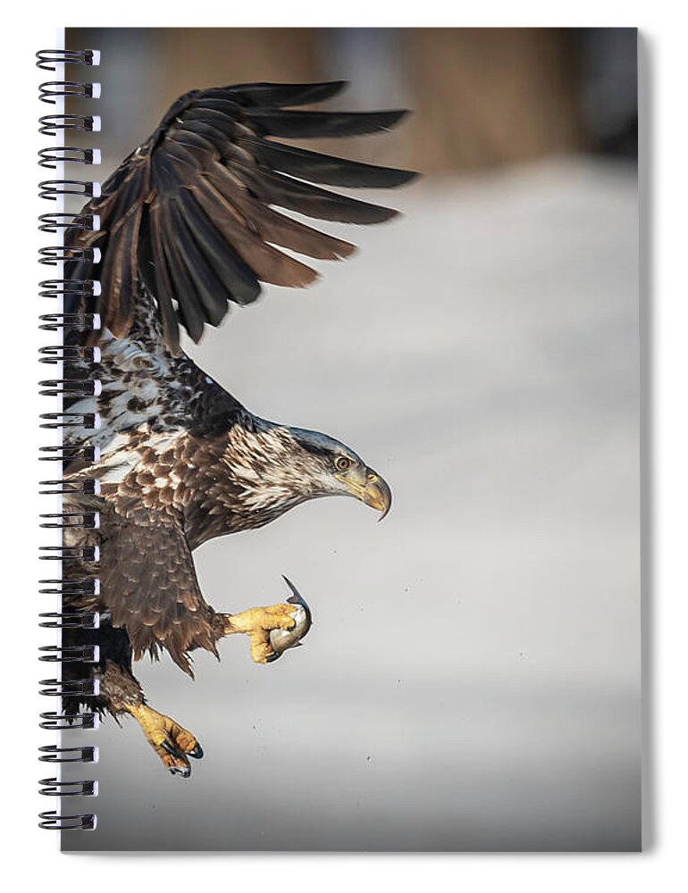 Eagle Spiral Notebook featuring the photograph Breakfast in Hand by Laura Hedien