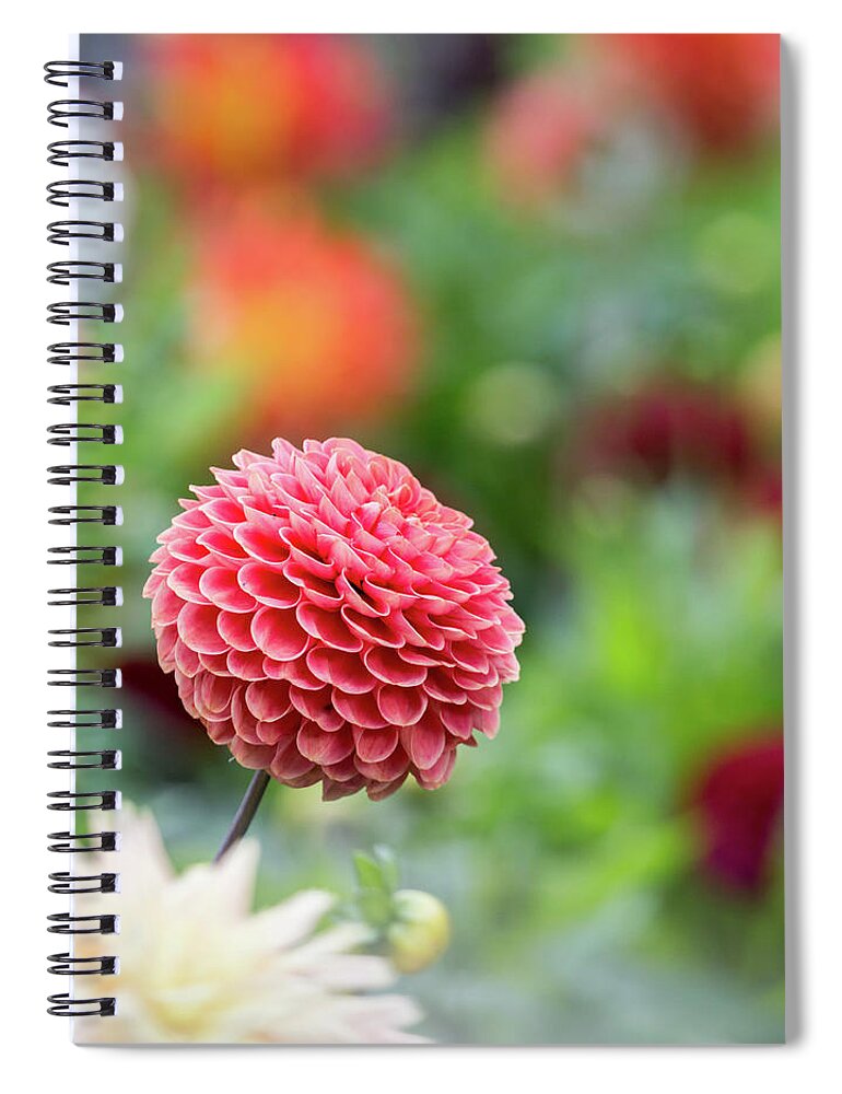 Cheerful Spiral Notebook featuring the photograph Bright and cheery pompom dahlia by Anita Nicholson