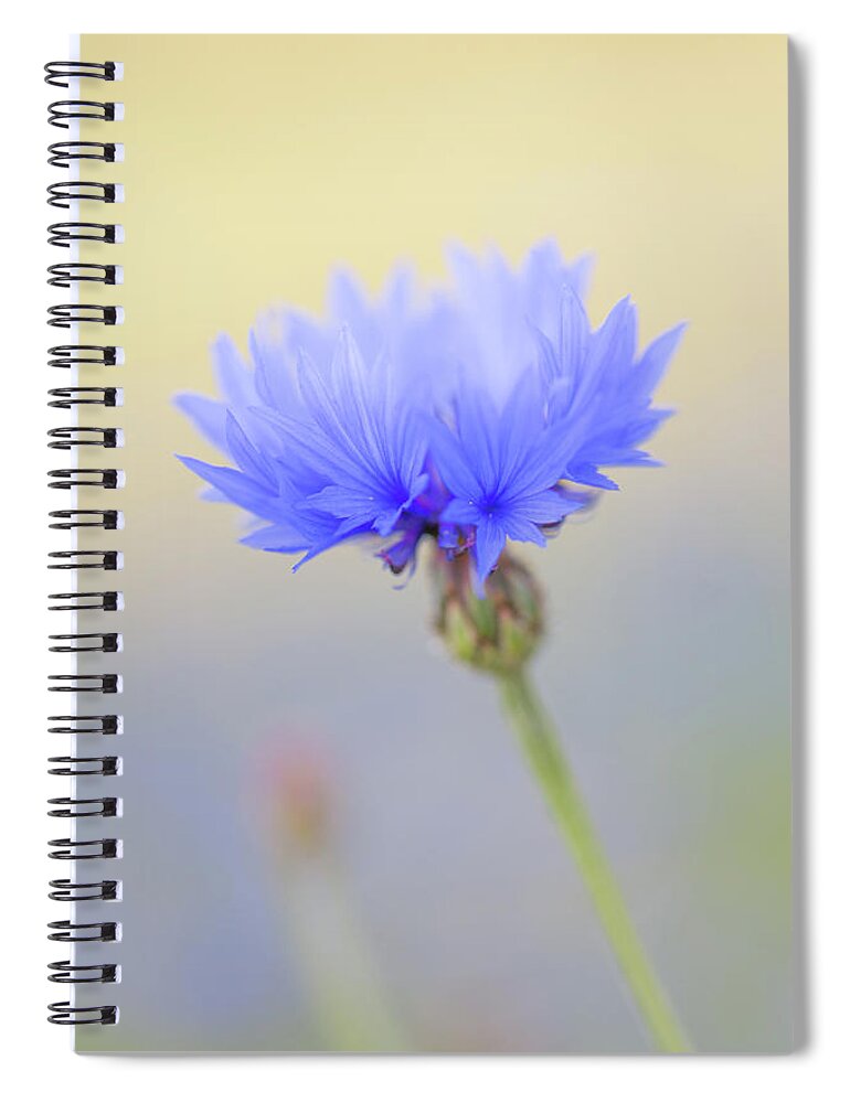 Flower Spiral Notebook featuring the photograph Bright Blue Cornflower by Anita Nicholson