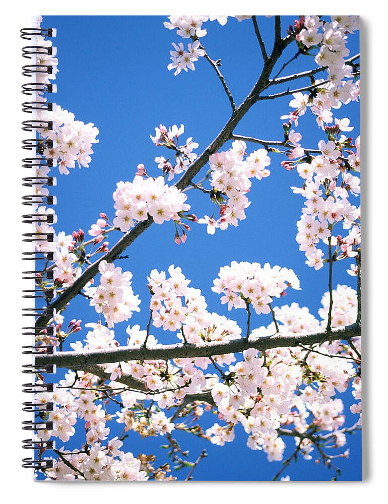Clear Sky Spiral Notebook featuring the photograph Bright Cherry Tree by Ooyoo
