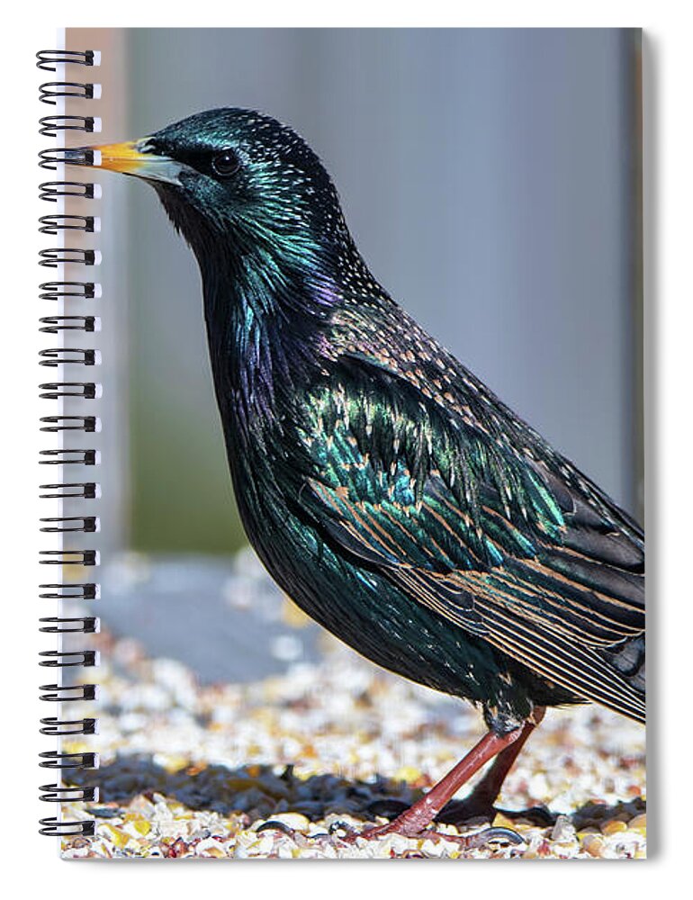 Starling Spiral Notebook featuring the photograph Bright Colors of the Starling Bird by Sandra J's