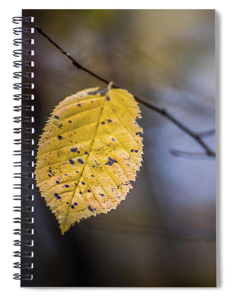 Archbold Spiral Notebook featuring the photograph Bright Fall Leaf 1 by Michael Arend