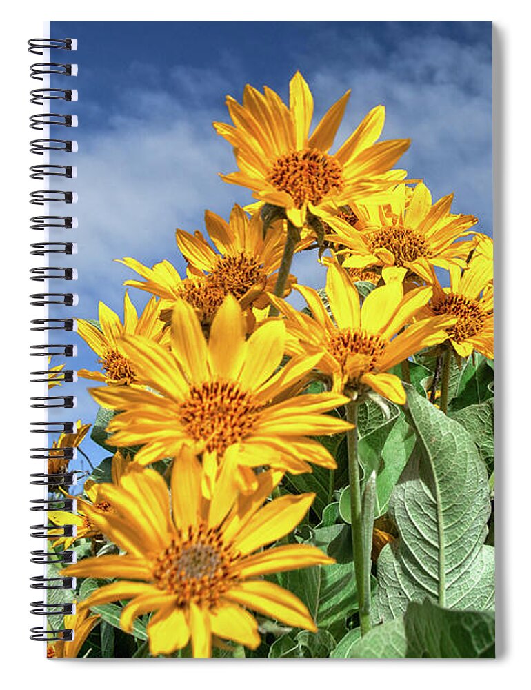 Arrowleaf Balsamroot; Sunflower; Yellow; Petals; Green; Grass; Hillside; Hill; Rural; Country; Mountains; Wildflower; Nature; Flora; Beaver Creek Park; Montana; Havre; Mt; Hill County; Blue; Sky; Clouds; Copy Space; Alpine; Horizon; Nobody; No People; Meadow; Leaves Spiral Notebook featuring the photograph Bright Yellow Flowers by Todd Klassy
