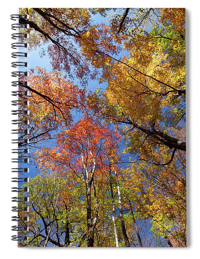 Orange Color Spiral Notebook featuring the photograph Brilliant Autumn Trees by Thedman