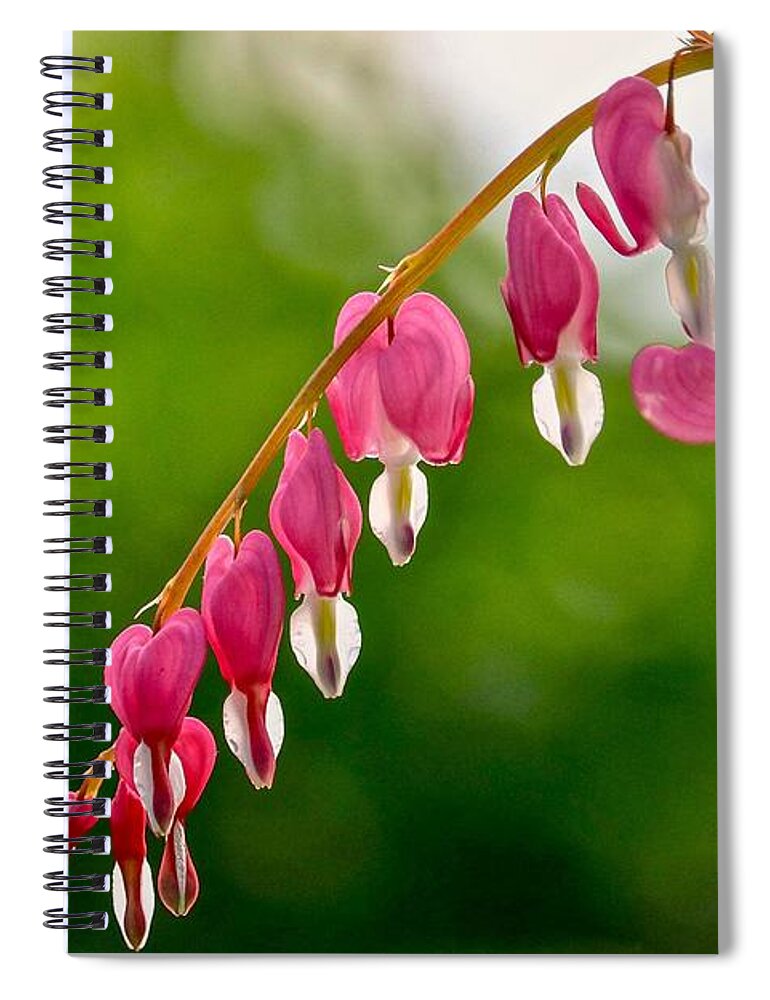 Flower Spiral Notebook featuring the photograph Broken Heart by Susan Rydberg