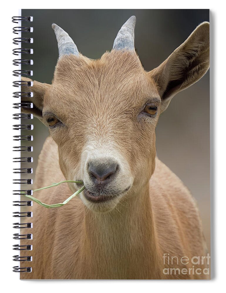 Goat Spiral Notebook featuring the photograph Brown baby Goat by Christy Garavetto