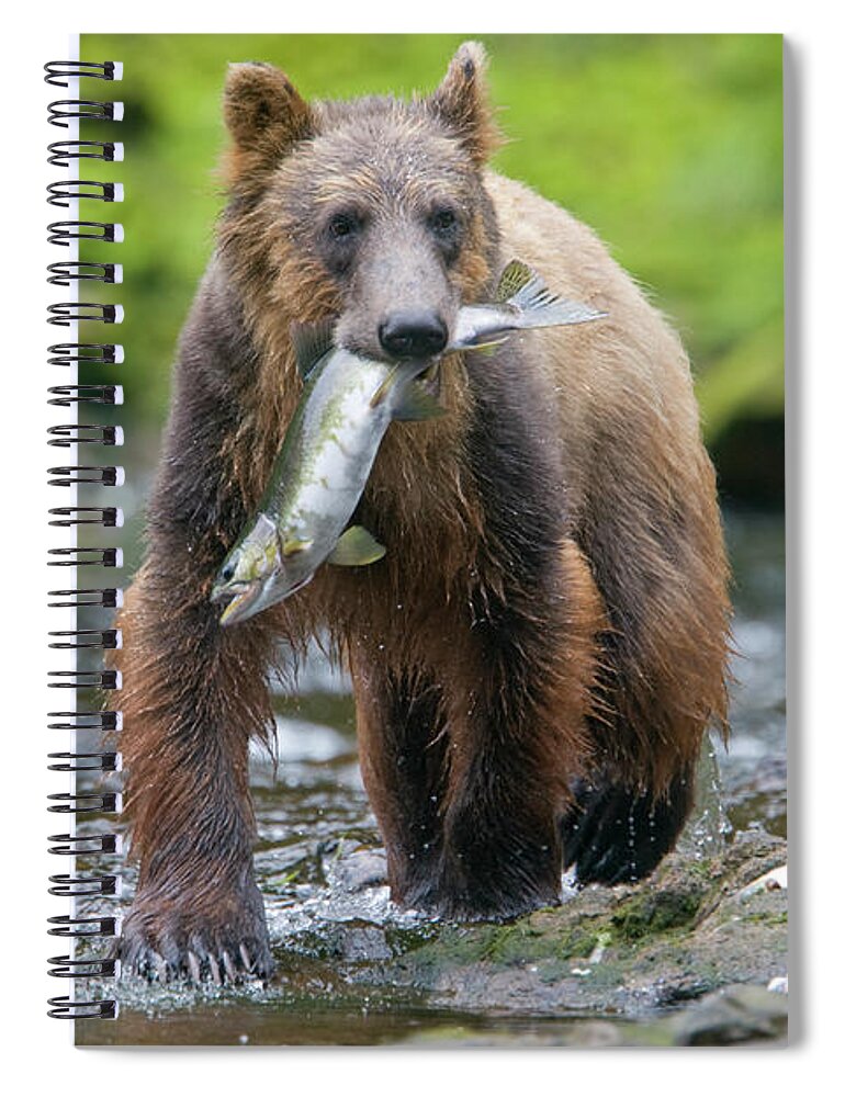 Brown Bear Spiral Notebook featuring the photograph Brown Bear And Sockeye Salmon, Alaska by Paul Souders