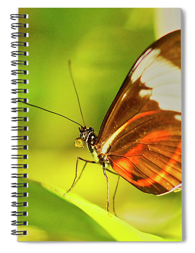 Macro Photography Spiral Notebook featuring the photograph Brown Butterfly on Leaf by Meta Gatschenberger