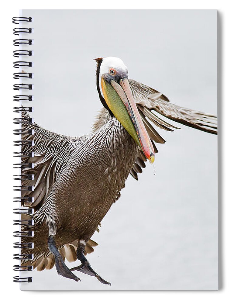 Oakland Spiral Notebook featuring the photograph Brown Pelican by By Davor Desancic