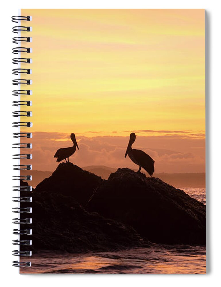 Animal Spiral Notebook featuring the photograph Brown Pelicans On Rocky Shore by Tui De Roy