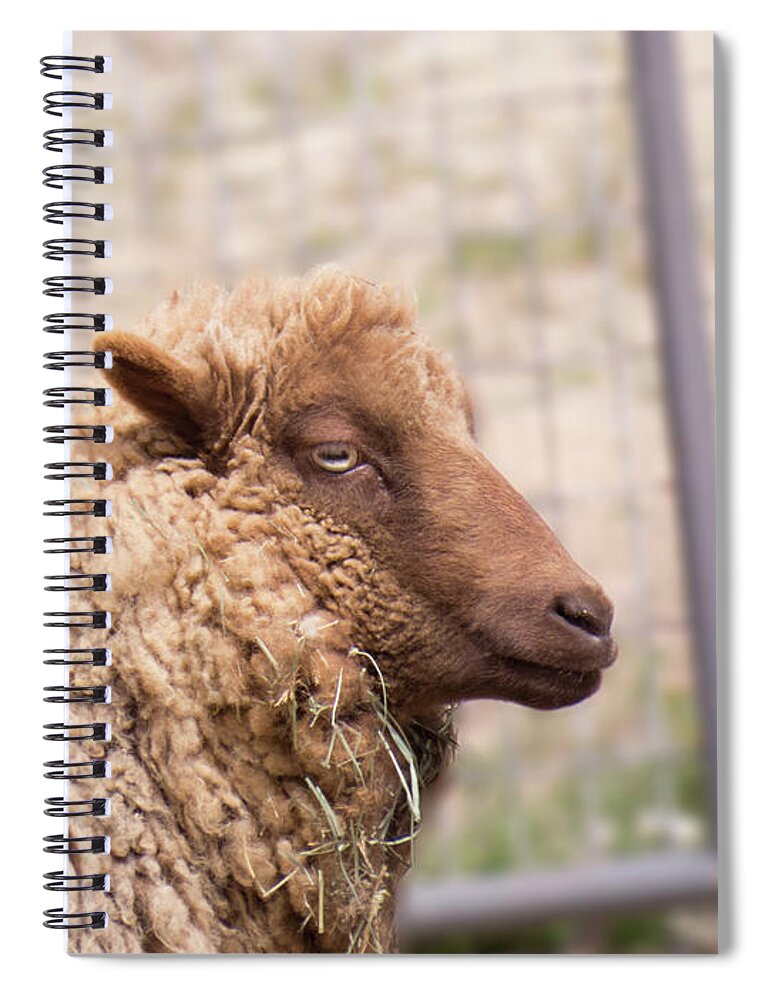 Sheep Spiral Notebook featuring the photograph Brown Sheep Face 3 by Christy Garavetto