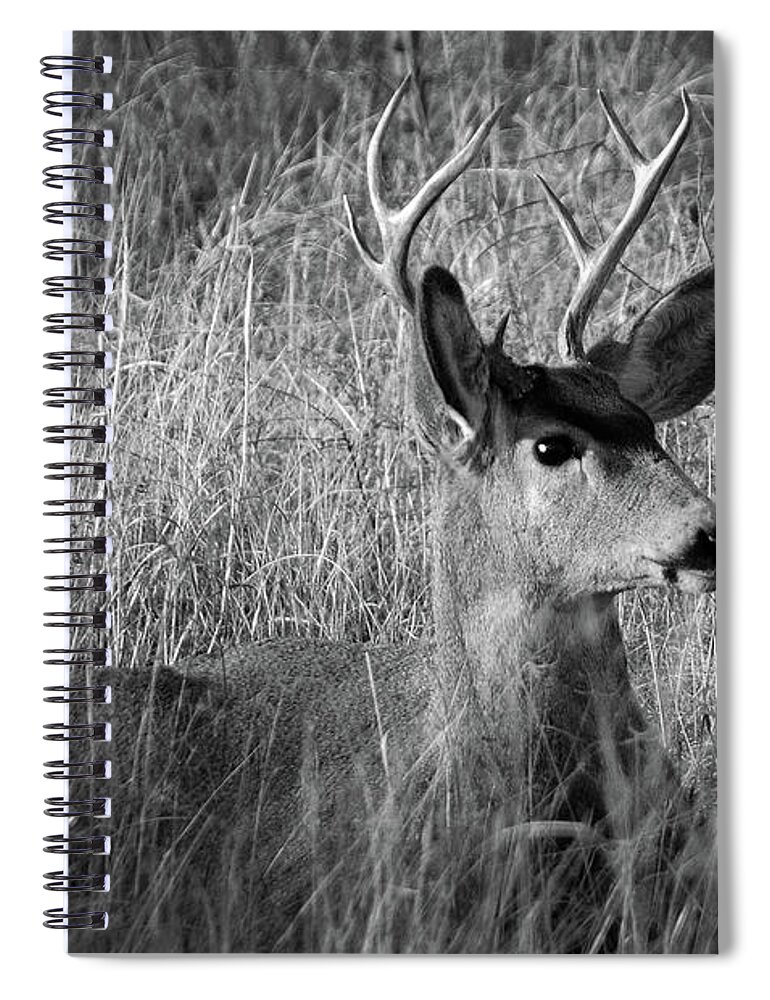 Richard E. Porter Spiral Notebook featuring the photograph Brushed Up - Deer, Texas Panhandle by Richard Porter