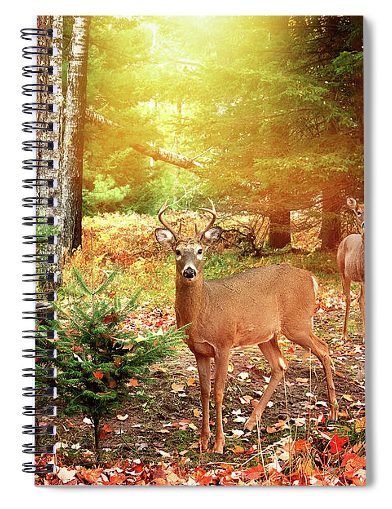 Whitetail Buck In The Setting Sun Spiral Notebook featuring the photograph Buck in the setting sun print by Gwen Gibson