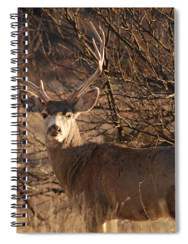 Richard E. Porter Spiral Notebook featuring the photograph Buck - Lake Mackenzie, Texas by Richard Porter