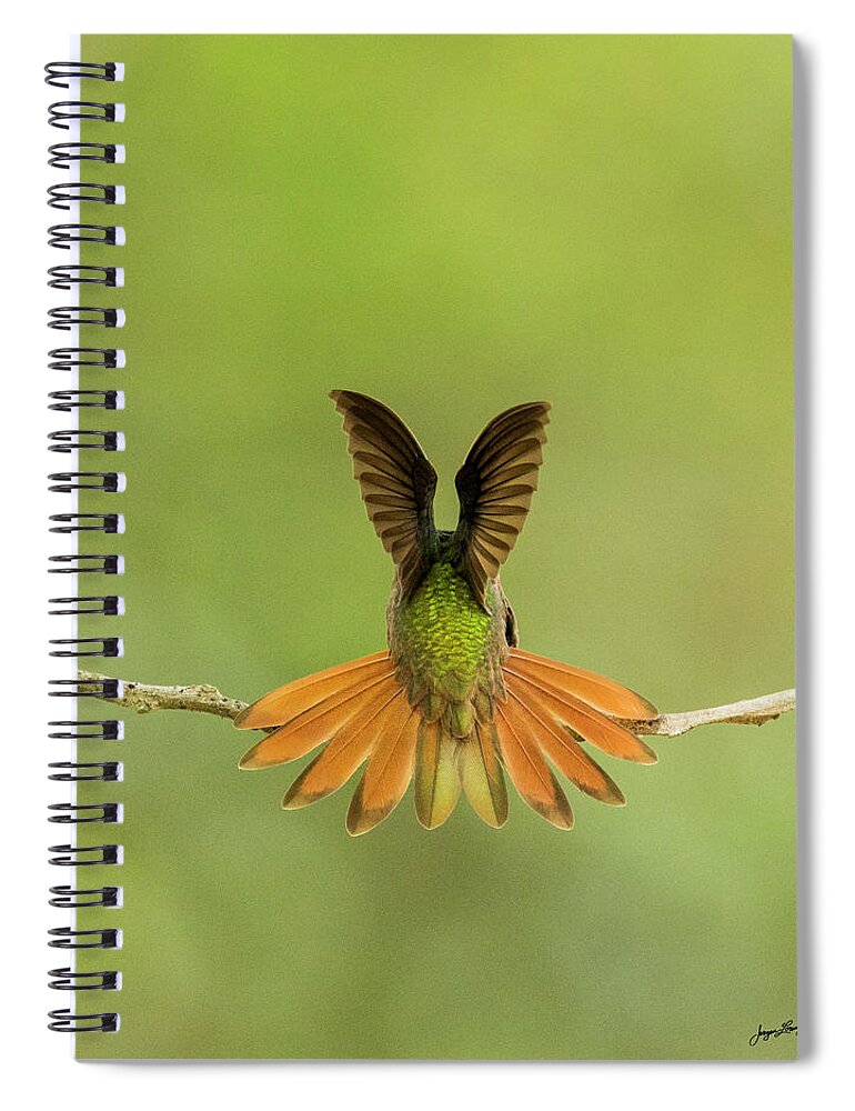 Buff-bellied Hummingbird Spiral Notebook featuring the photograph Buff-bellied Hummingbird by Jurgen Lorenzen