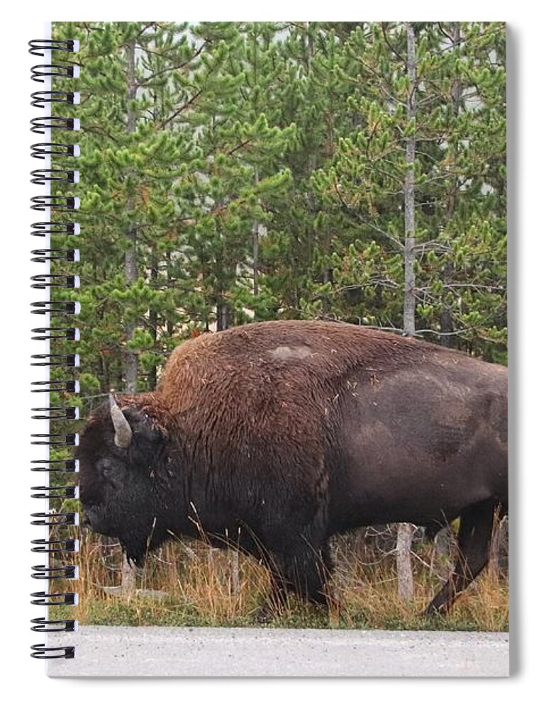 Buffalo At Yellowstone Spiral Notebook featuring the photograph Buffalo at Yellowstone by Susan Jensen