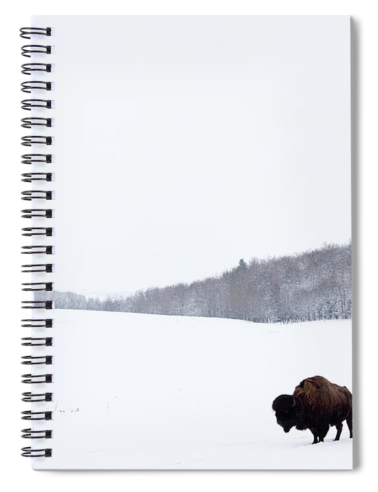 Scenics Spiral Notebook featuring the photograph Buffalo Or Bison On The Plains In Winter by Imaginegolf