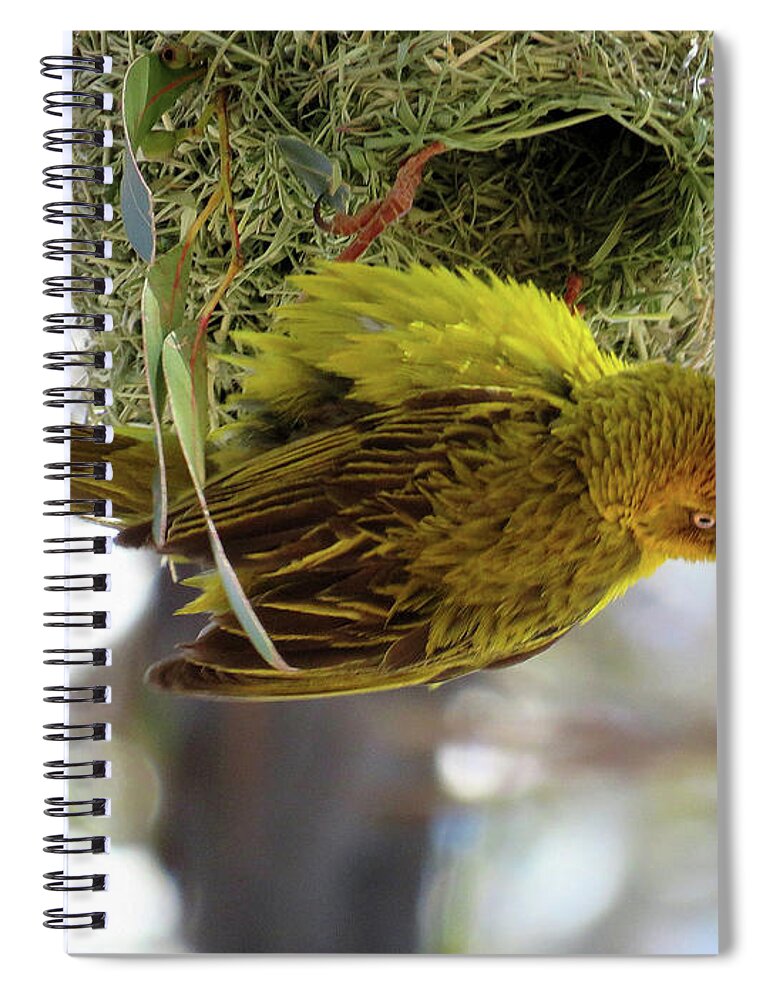  Spiral Notebook featuring the photograph Building a Nest by Eric Pengelly