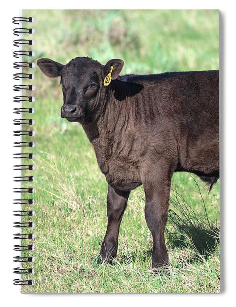 Bull Spiral Notebook featuring the photograph Bull Calf by Todd Klassy