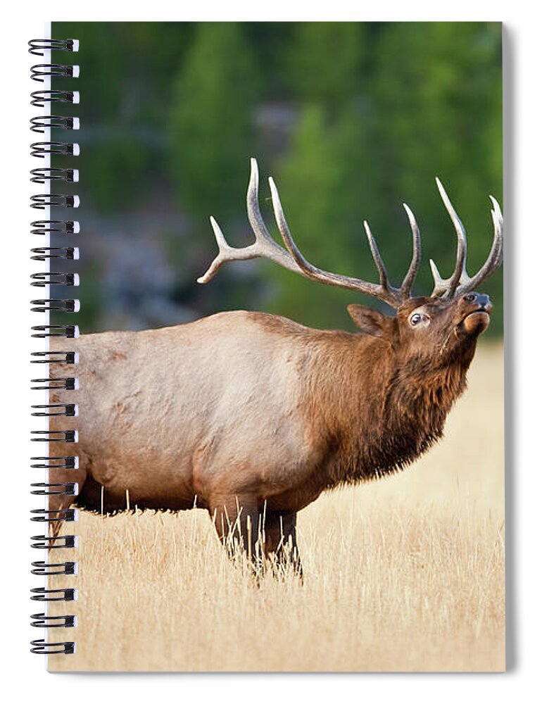 Rutting Spiral Notebook featuring the photograph Bull Elk During Fall Rut by Kencanning