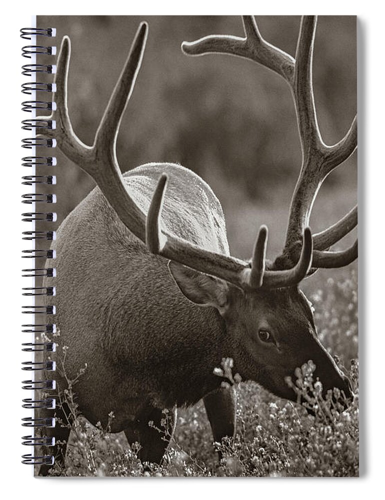 Disk1215 Spiral Notebook featuring the photograph Bull Elk In Banff National Park by Tim Fitzharris