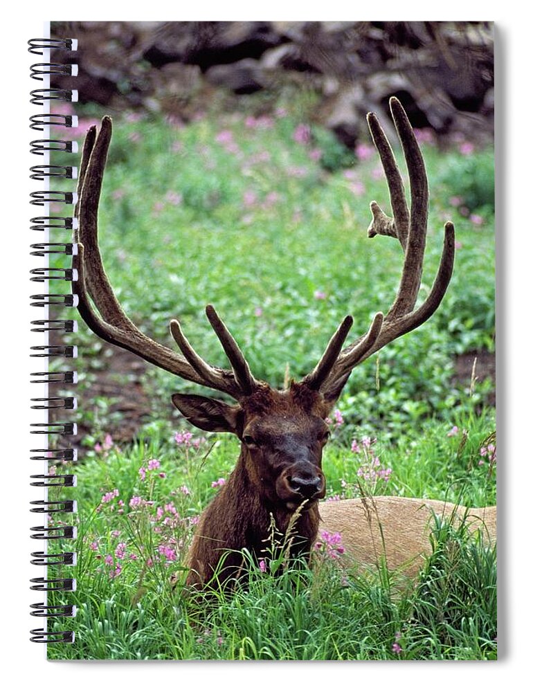 Scenics Spiral Notebook featuring the photograph Bull Elk Resting In Alpine Meadow With by Design Pics / David Ponton