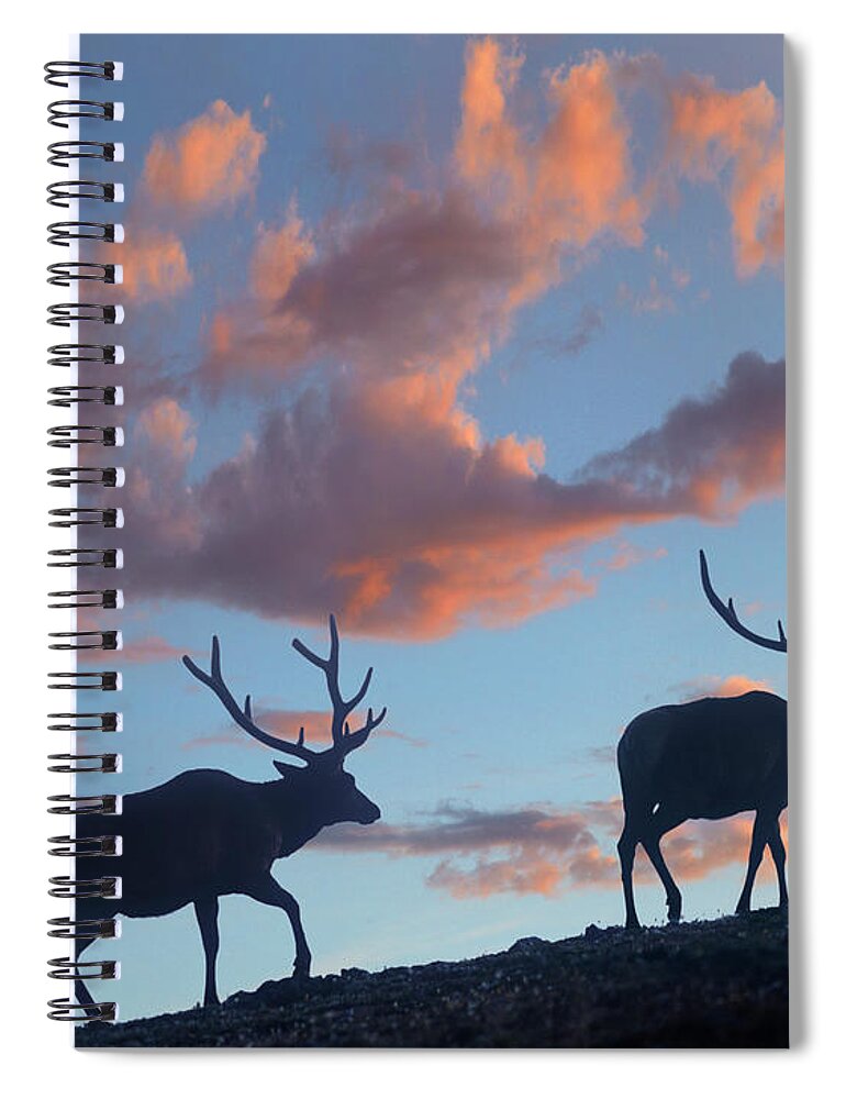 00586375 Spiral Notebook featuring the photograph Bull Elk, Rocky Mountain National Park, Colorado by Tim Fitzharris