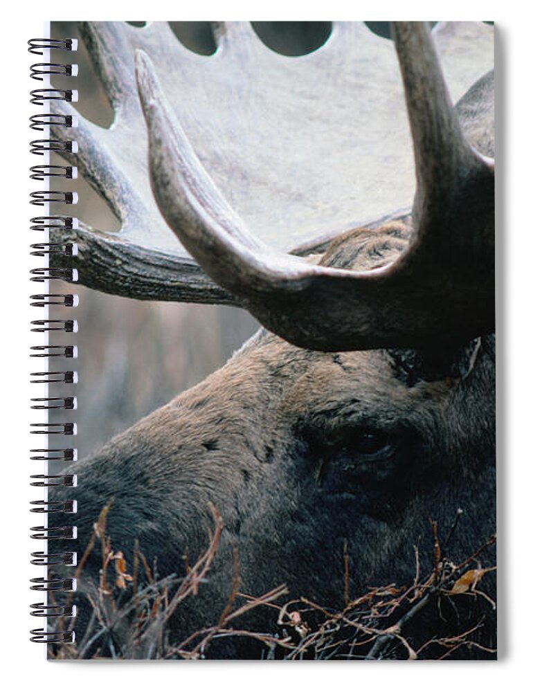 One Animal Spiral Notebook featuring the photograph Bull Moose., Denali National Park & by Mark Newman