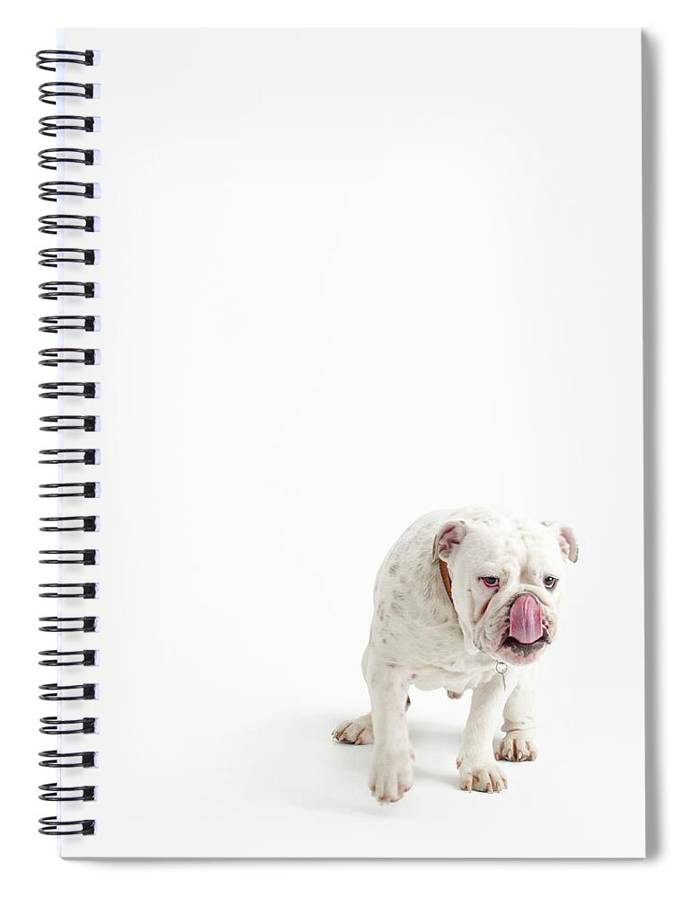 Pets Spiral Notebook featuring the photograph Bulldog On White by Max Oppenheim