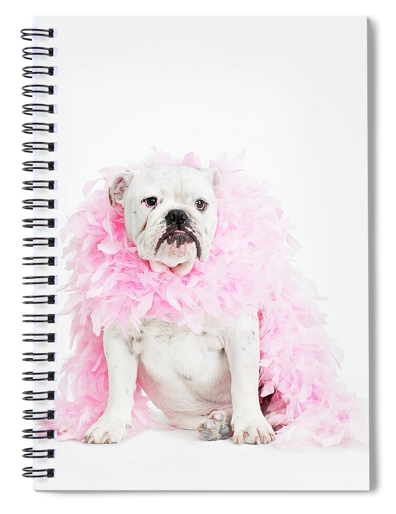Pets Spiral Notebook featuring the photograph Bulldog Wearing Feather Boa by Max Oppenheim