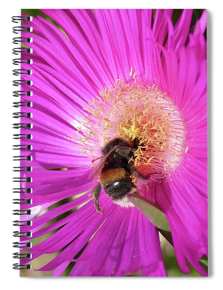 Bumblebee Spiral Notebook featuring the photograph Bumblebee collecting pollen from ice plant by Steve Estvanik