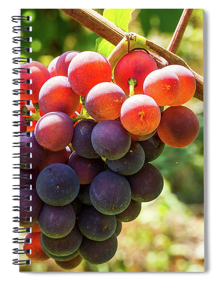 Grape Spiral Notebook featuring the photograph Bunch of grapes - 4 by Paul MAURICE