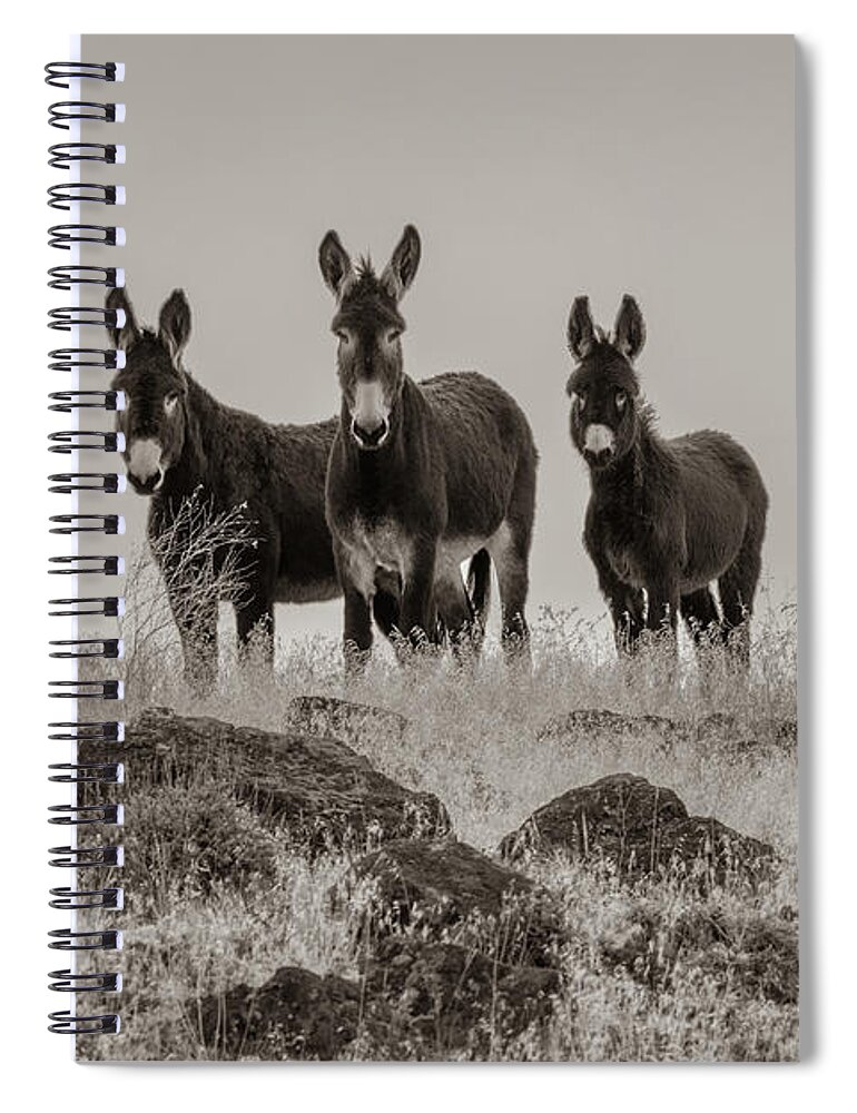 Wild Burro Spiral Notebook featuring the photograph Burros in Sepia by Randy Robbins