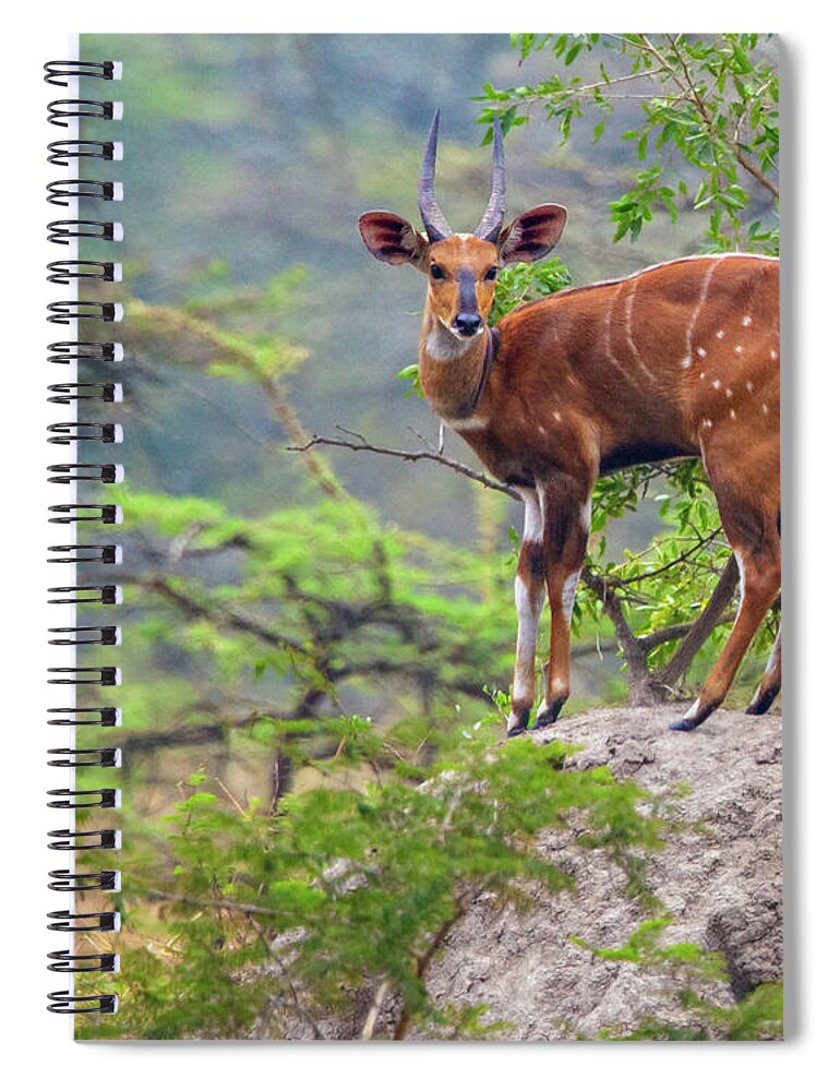 Bush Buck Spiral Notebook featuring the photograph Bush Buck by Peter Kennett