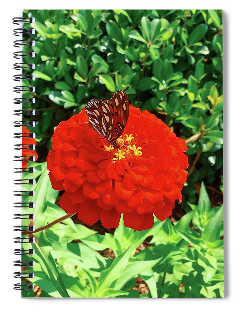 Photograph Spiral Notebook featuring the photograph Butterfly by Kelly Thackeray