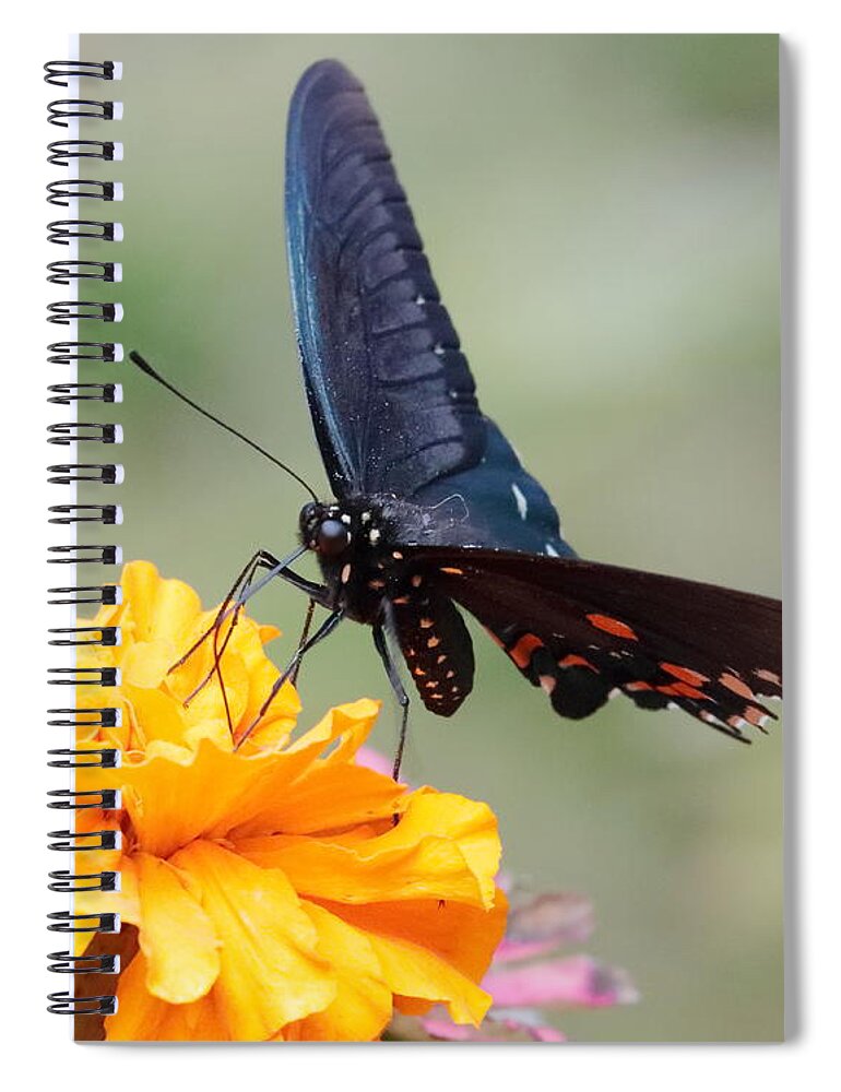 Butterfly Spiral Notebook featuring the photograph Butterfly on Marigold 3246 by John Moyer