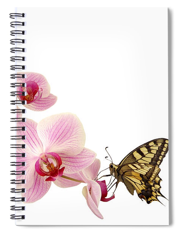 White Background Spiral Notebook featuring the photograph Butterfly On Pink Orchid by Photographerolympus