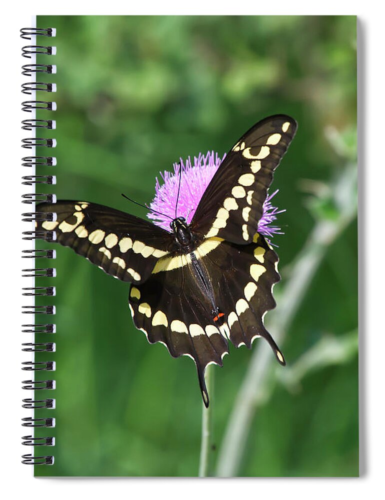 Butterfly Spiral Notebook featuring the photograph Butterfly on Thistle by Ty Husak
