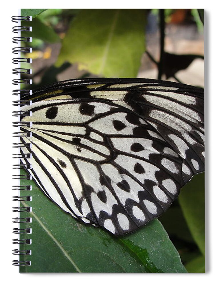 Butterfly Spiral Notebook featuring the photograph Butterfly by Patricia Caron