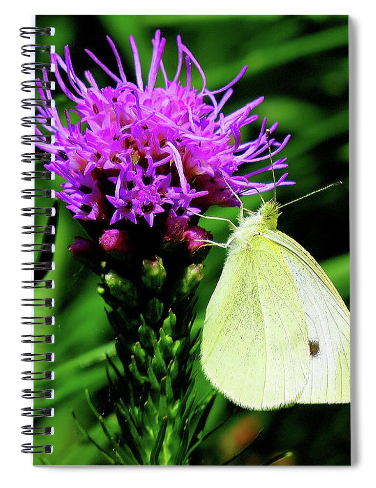 Cabbage White Butterfly Spiral Notebook featuring the photograph Cabbage White and Purple by Linda Stern