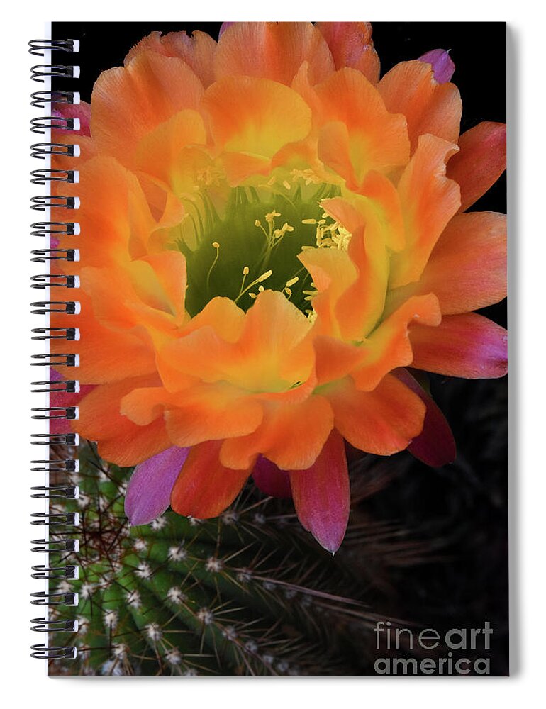 Cactus Spiral Notebook featuring the photograph Cactus Flower by Nancy Mueller