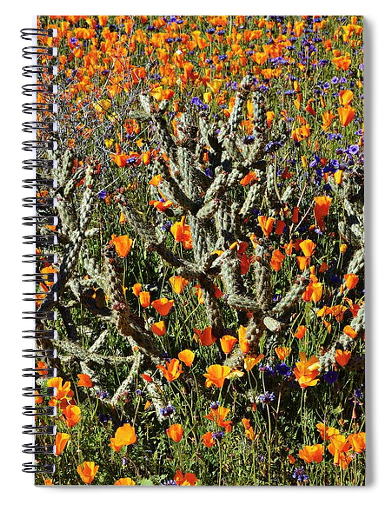 Poppies Spiral Notebook featuring the photograph Cactus Poppies and Bluebells by Glenn McCarthy Art and Photography