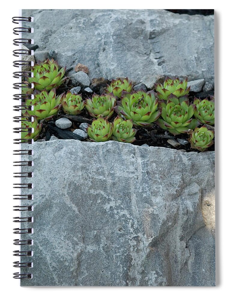Cactus Stone Garden Spiral Notebook featuring the photograph Cactus Stone Garden by Ee Photography