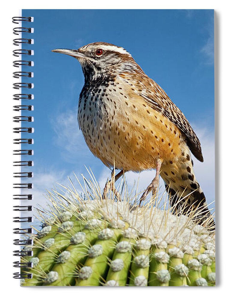 Adult Spiral Notebook featuring the photograph Cactus Wren on a Saguaro Cactus by Jeff Goulden
