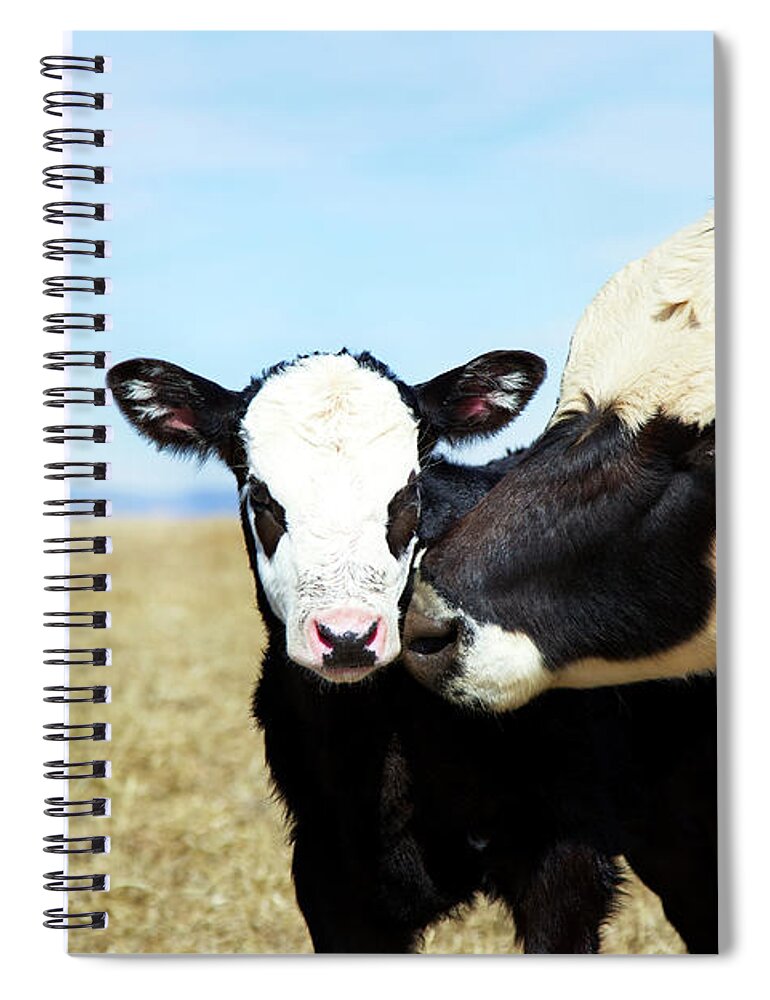 Scenics Spiral Notebook featuring the photograph Calf And Its Mother by Beklaus