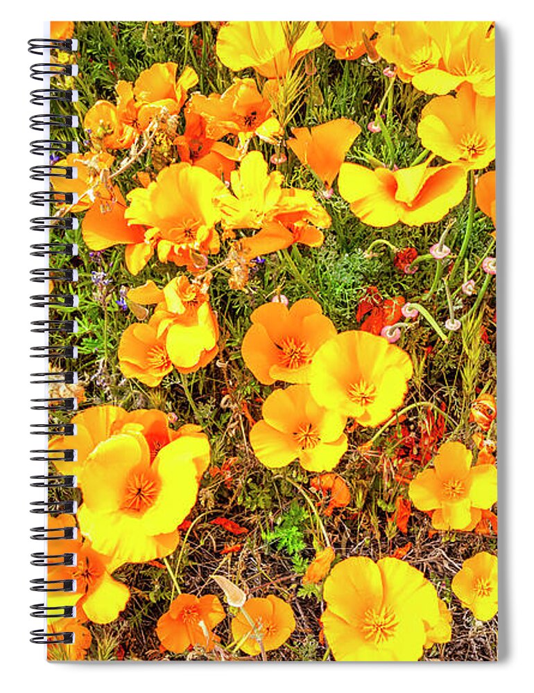 Poppies Spiral Notebook featuring the photograph California Poppies - 2019 #3 by Gene Parks